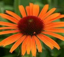 Jeżówka Orange Skipper Echinacea 9