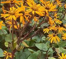 Języczka pomarańczowa Othello Ligularia dentata1l