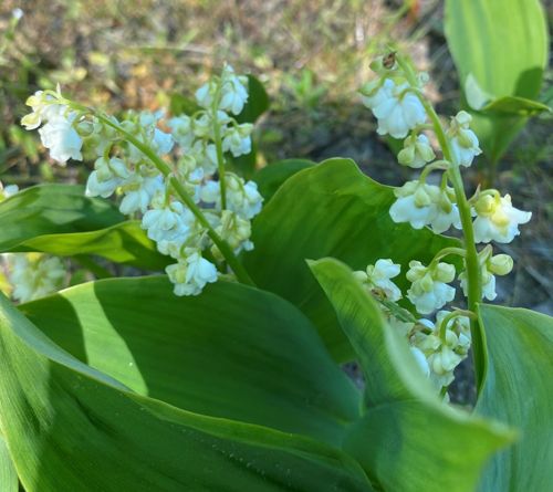 Konwalia majowa Prolificans Convallaria majalis