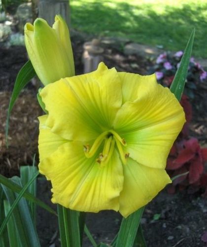 Liliowiec Tequilla and Lime Hemerocallis 1- 2l