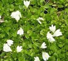 Mazus rozłogowy Alba Mazus reptans