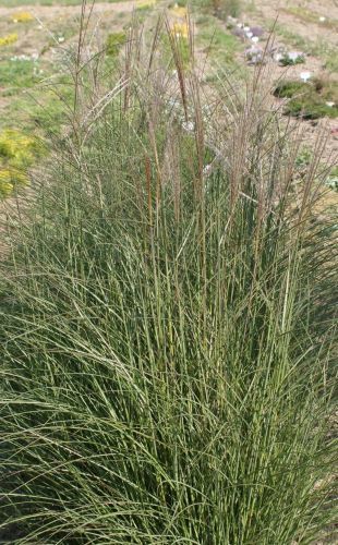 Miskant Chiński Little Silver Miscanthus Sinensis 1l