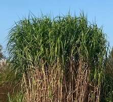 Miskant Olbrzymi Miscanthus Giganteus 1l