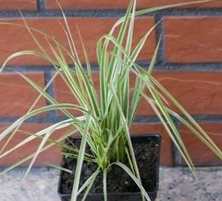 Mozga trzcinowata Feesey Phalaris arundinacea 1l