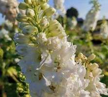 Ostróżka ogrodowa Magic Fountain Pure White Delphinium hybrida 1l 