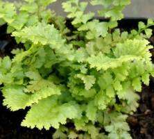 Paprotnik Szczecinkozębny Proliferum Wollastonii Polystichum Setiferum