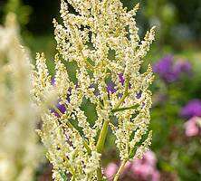 Persikaria zmienna Persicaria polymorpha 11