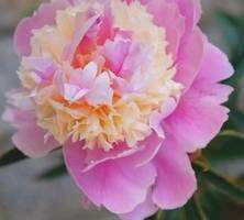 Piwonia Mme Emile Dabatene Peonia (Paeonia) 2-3l