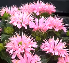 Pysznogłówka Sugar Buzz Pink Frosting Monarda 9