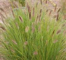 Rozplenica Japońska Pennisetum Alopecuroides 9