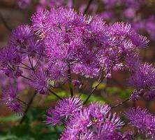 Rutewka Orlikolostna Black Stockings Thalictrum Aqulegiifolium 9-1L