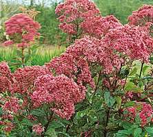 Sadziec plamisty Atropurpureum Eupatorium maculatum 1l