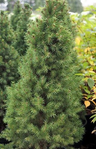 Świerk biały Duble Gold Picea Glauca 1l