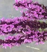 Szałwia omszona Caradonna Pink Salvia nemorosa 9