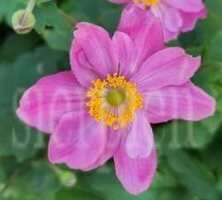 Zawilec Little Breeze Pink Anemone Hybrida 9