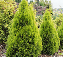 Żywotnik Zachodni Filip's Magic Moment Thuja Occidentalis 1l