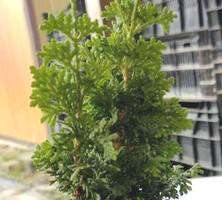 Żywotnik zachodni Spiralis Mini Thuja Occidentalis 1l