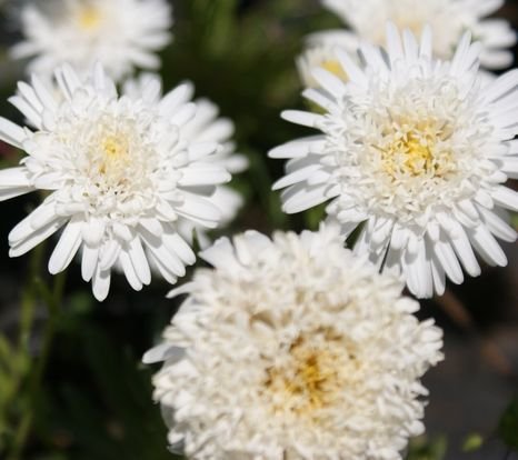 ASTER ALPEJSKI Aster X White ASTER ALPINUS - Sklep Internetowy ...