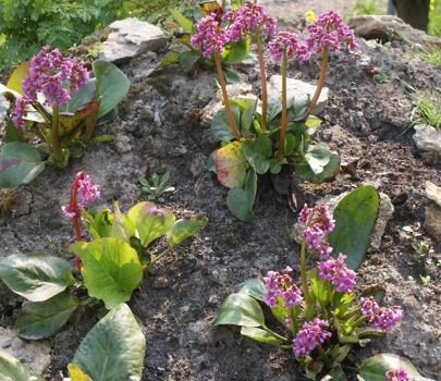 Bergenia Sercolistna Rotblum Bergenia Cordifolia - Sklep Internetowy ...