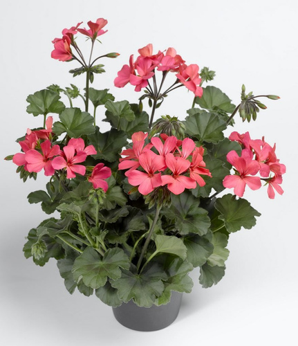 Pelargonia Caliente Rose Pelargonium Hybrid |Sklep internetowy szkółki ...