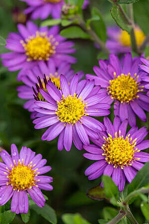 Aster Ezo Murazaki Aster ageratoides 9