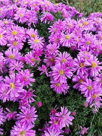 Aster Wood's Pink Aster hybrida 1l 