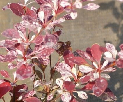 Berberys Thunberga Rose Glow Berberis Thunbergii 1l