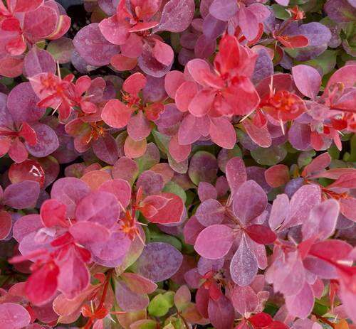 Berberys Thunberga Vulcano® Berberis Thunbergii 1l