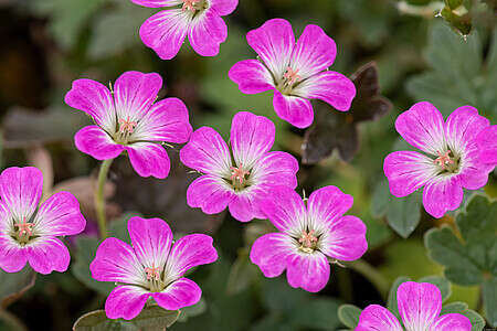 Bodziszek Orkney Cherry Geranium 