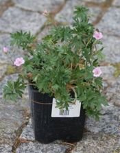 Bodziszek czerwony Apfelblute Geranium Sanguineum var. Striatum 1l