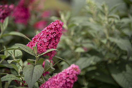 Budleja Butterfly Candy Little Ruby Buddleja davidii 1l