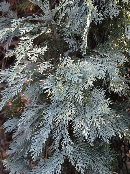 Cyprysik Lawsona Pembury Blue Chamaecyparis Lawsoniana 1l 