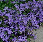 Dzwonek poszarskiego Campanula  Poscharskyana