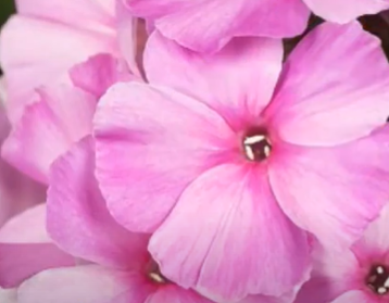 Floks, Płomyk Pinky Hill Phlox Paniculata 9