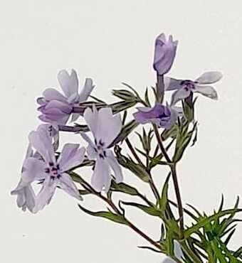 Floks Szydlasty Spring® Blue Phlox subulata 9