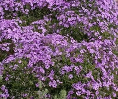 Floks szydlasty Ronsdorfer Beauty Phlox subulata 9