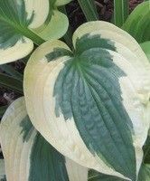 Funkia Brim Cup Hosta 1l 