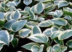 Funkia El Nino Hosta  1l