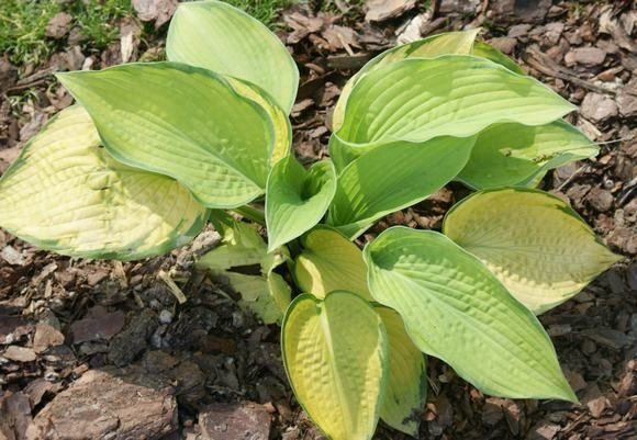 Funkia Midwest Magic Hosta  2l