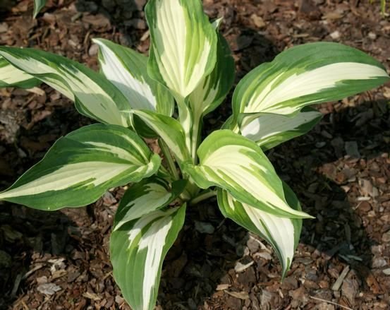 Funkia Night Before Christmas Hosta 1l