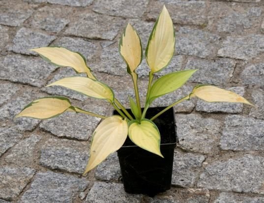 Funkia Orange Marmalade Hosta 1l