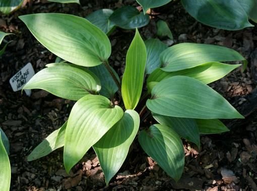 Funkia Purple Heart Hosta 1l