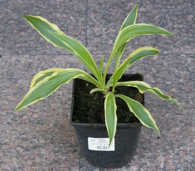 Funkia Sandhill Crane Hosta  2l