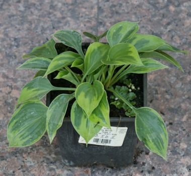 Funkia Toy Soldier Hosta 1l