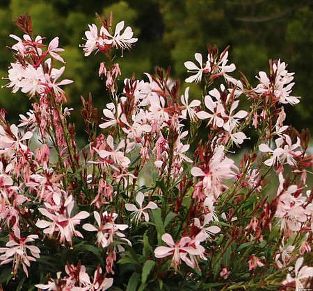 Gaura Graceful Light Pink Gaura lindheimeri 1l