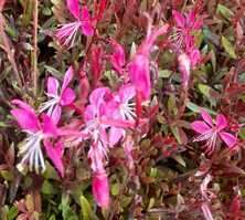 Gaura Tutti Frutti Gaura lindheimeri