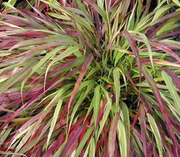 Hakonechloa smukła Beni Kaze Hakonechloa macra 0,5 - 1l