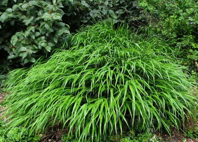 Hakonechloa smukła Greenhills Hakonechloa macra 0,5-1l