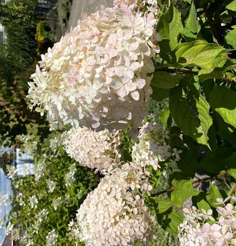 Hortensja bukietowa Phantom Hydrangea Paniculata 1l