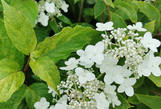 Hortensja bukietowa Shikoku Flash Hydrangea paniculata 1l